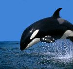 Hermosa Orca saltando