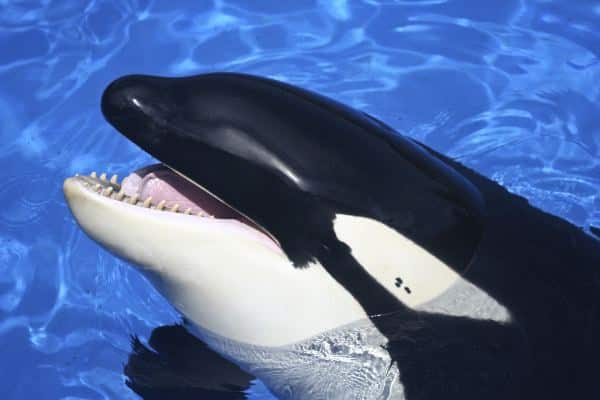 Close-Up Of A Killer Whale
