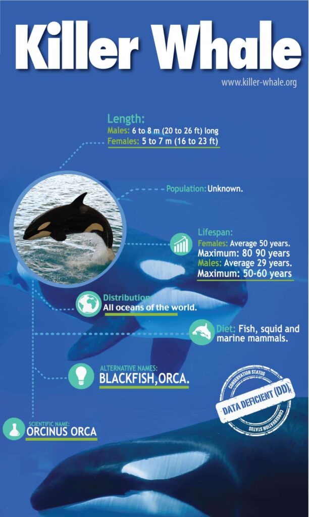 orca whale infographic