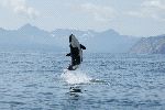 Cría de Orca saltando fuera del agua