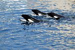 Tres Orcas en cautiverio