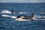 Orcas en su hábitat natural