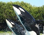 Madre y cría de Orca saltando juntos