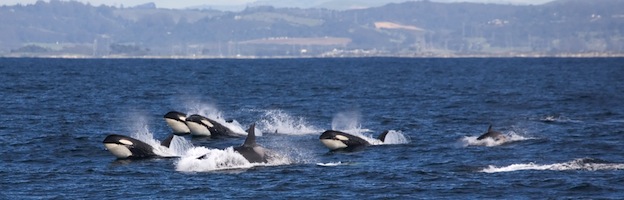 Killer Whales and Global Warming