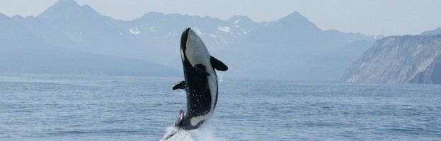 Orca en su hábitat natural