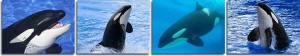 Killer Whale Facts and Information - Killer Whale Facts and Information