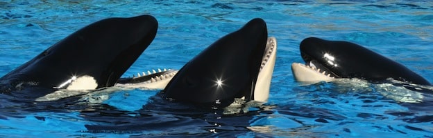 Killer Whale Social Structure